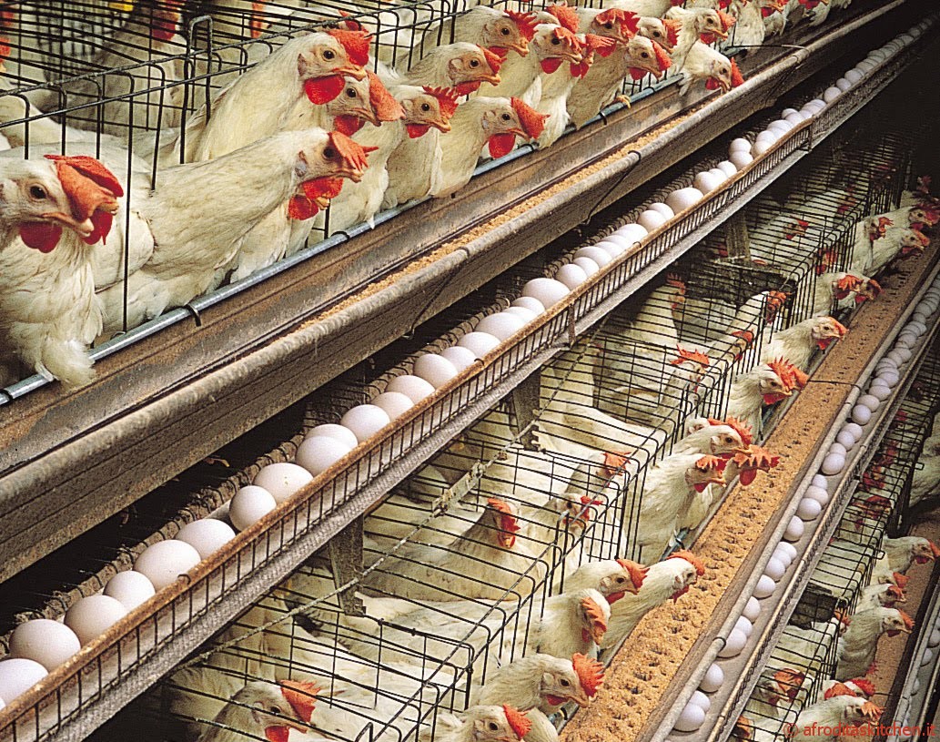 business plan for egg laying farm